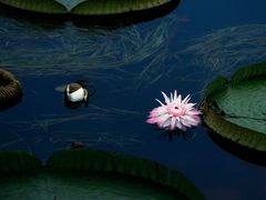 -中国科学院华南植物园