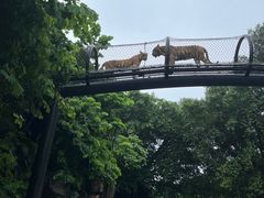-深圳野生动物园