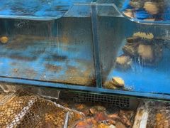 -潮庭·大连海鲜·炭火烧烤·扇贝王(大连店)