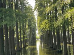 -渌洋湖湿地公园