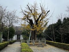 -上海佘山国家森林公园天马山园