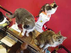 -猫色咖啡·猫咖