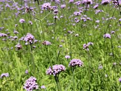 -羊亭河湿地公园