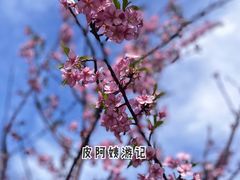 -顾村公园