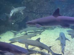 -烟台海昌鲸鲨海洋公园