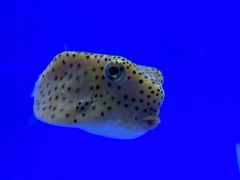 -上海海洋水族馆