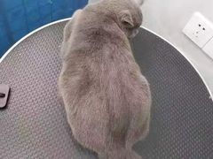 -四月宠物医院·猫专科·心脏专科·内科(转塘店)