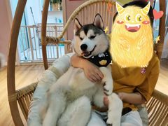 -Husky Go! 哈士奇体验馆·宠物咖啡厅狗咖