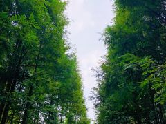 -桤木河湿地公园