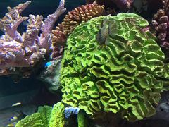 -暹罗海洋世界