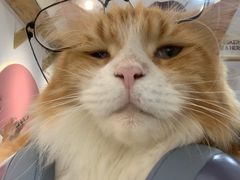 -喵园·猫主题咖啡厅·撸猫·猫咖(国贸店)