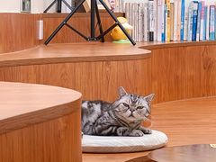 -有猫主题·治愈系猫咖(曾厝垵店)