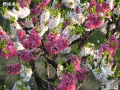 -南汇桃花村