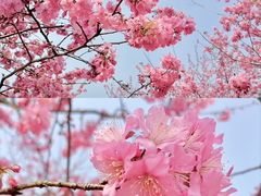 -天适樱花悠乐园
