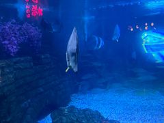 -烟台海昌鲸鲨海洋公园