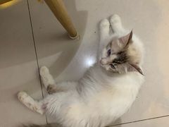-平行世界·猫咖(首经贸店)