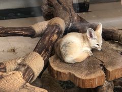 -大连森林动物园