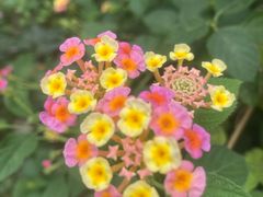 -合肥滨湖国家森林公园