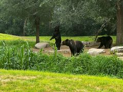 -北京野生动物园