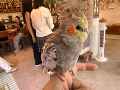-吉丁鸟咖·异宠·寄养