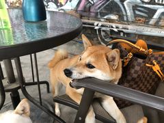 -柴犬高等学院·狗咖·柴犬售卖·宠物训练