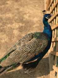 -萌宠亲子动物乐园(槐房万达店)