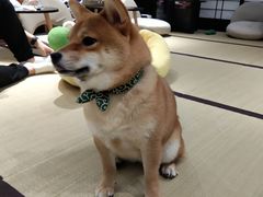 -逗柴咖啡屋·狗咖猫咖宠物桌游