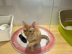 -青奢宠物·青奢猫舍