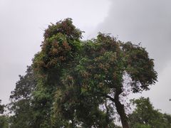 -张坝桂圆林公园