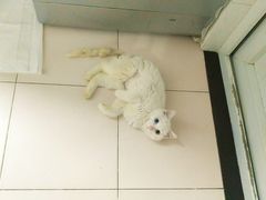 -北京赛佳动物医院