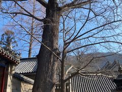 -青岛崂山太清宫