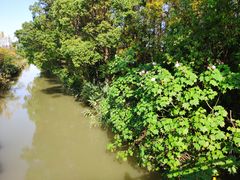 -上海长兴岛郊野公园