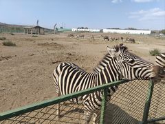 -新疆天山野生动物园
