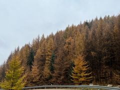 -芦芽山旅游度假区