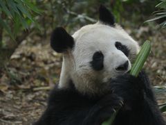 -成都大熊猫繁育研究基地