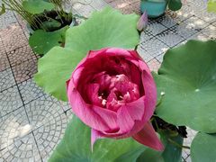 -莲花池公园