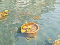 -金鸡山公园