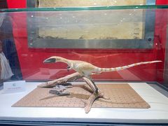 -国家自然博物馆