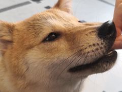 -汪说·狗咖(旺城大厦店)