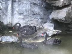 -燕塞湖鸟语林景区