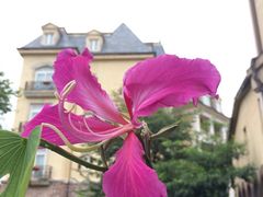 -中旅阿那亚九龙湖·公主酒店