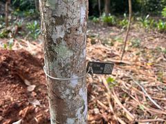 -中国科学院西双版纳热带植物园