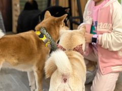 -柴迷FANS CLUB·柴犬狗咖·猫咖