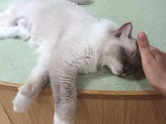 -猫和宫(六道口店)