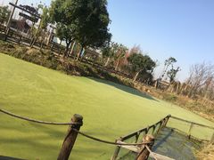 -田园东方蜜桃村的田野营地