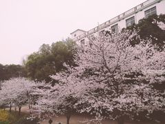 -武汉大学-樱园