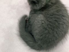 -安安宠物医院(情缘分院)