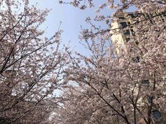 -高东镇樱花园