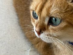 -藏猫猫咖啡主题馆(中央大道店)