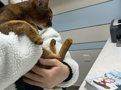 -中农国际动物医院24小时·猫科·骨科·急重症中心